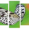 Large tree nymph Butterfly panels paint by numbers