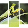 Mantis On Leaf Panels paint by numbers