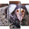 Marmoset animal Panels paint by numbers