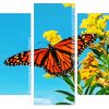 Monarch Butterfly On Yellow Flowers Panel paint by numbers