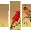 Northern Cardinals panels paint by numbers