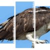 Osprey Bird panels paint by numbers