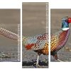 Pheasant Bird paint by numbers