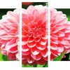 Pink Dahlia Flower Panel paint by numbers