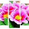 Pink primrose Panels paint by numbers