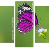 Purple Butterfly On Flower panels paint by numbers