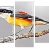 Red backed shrike Bird Panels paint by numbers