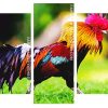 Rooster Bird paint by numbers