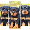 Rottweiler Puppies Panels paint by numbers