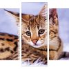 Savannah cat Panels paint by numbers