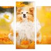 Shetland Sheepdog Dog Panels paint by numbers