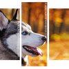 Siberian Husky Close Up panels paint by numbers