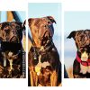 Staffordshire Bull Terrier Dogs paint by numbers