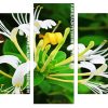 White Blooming Honeysuckle Panels paint by numbers