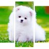 White Pomeranian panels paint by numbers