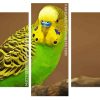 Yellow Head Parakeet Budgerigar paint by numbers