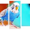 blue bird budgerigar Panels paint by numbers