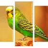 budgerigar parakeet Panels paint by numbersbudgerigar parakeet Panels paint by numbers