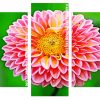 close up Dahlia flower Panels paint by numbers