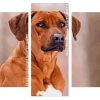 close up Rhodesian Ridgeback Panels paint by numbers