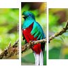 colorful Quetzal bird Panels paint by numbers