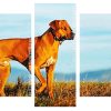 dog Rhodesian Ridgeback Panels paint by numbers