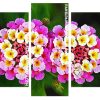 Lantanas Flowers panel paint by numbers