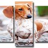 white Doxie Daschsund Panels paint by numbers