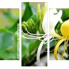 white and yellow Honeysuckle Panels paint by numbers