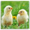 Adorable Chicks panels paint by numbers