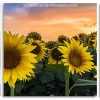 Aesthetic Sunflowers Field panels paint by numbers