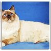 Balinese Cat panels paint by numbers