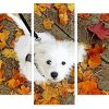 Maltipom Puppy Panels paint by numbers