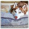 Siberian Husky Panels paint by numbers