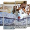 Siberian Husky panels paint by numbers