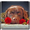 Chocolate Labrador And Roses 3 Panels Paint By Numbers