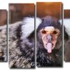 Marmoset Animal 4 Panels Paint By Numbers