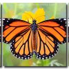 Monarch Butterfly Art 3 Panels Paint By Numbers