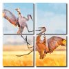 Sandhill Crane Fighting Square Panels Paint By Numbers