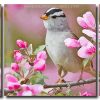 Sparrow Bird and Pink Flowers 3 Panels Paint By Numbers