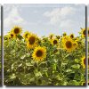 Sunflower Field 3 Panels Paint By Numbers