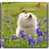 White Dog Watching Butterfly 3 Panels Paint By Numbers