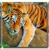 Wild Tiger Art 3 Panels Paint By Numbers