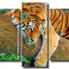 Wild Tiger Art 5 Panels Paint By Numbers