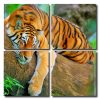 Wild Tiger Art Square Panels Paint By Numbers