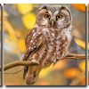 Zimbabwean Owl 3 Panels Paint By Numbers