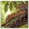 Clouded Leopard 3 Panels Paint By Numbers