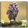 Cute Owl Bird 3 Panels Paint By Numbers