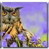 Owl Bird 3 Panels Paint By Numbers