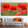 Papaveri Flowers Nature 3 Panels Paint By Numbers